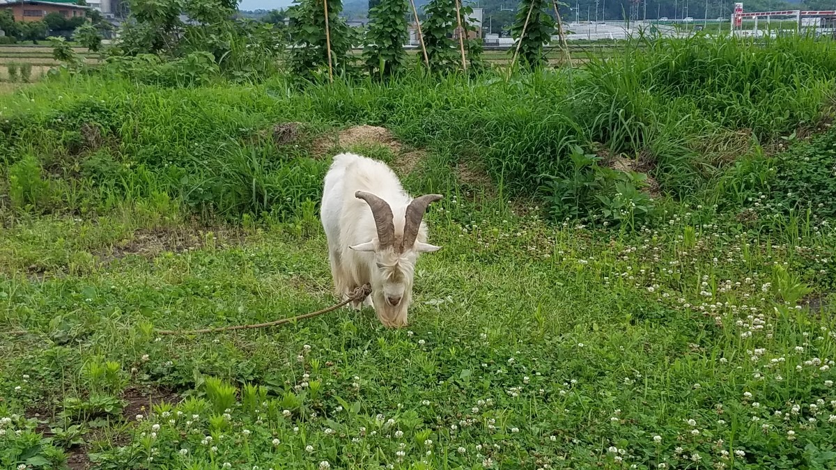 食事中のヤギ