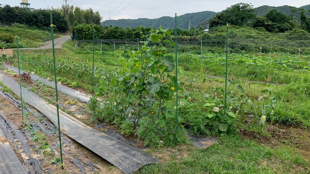 現在の家庭菜園