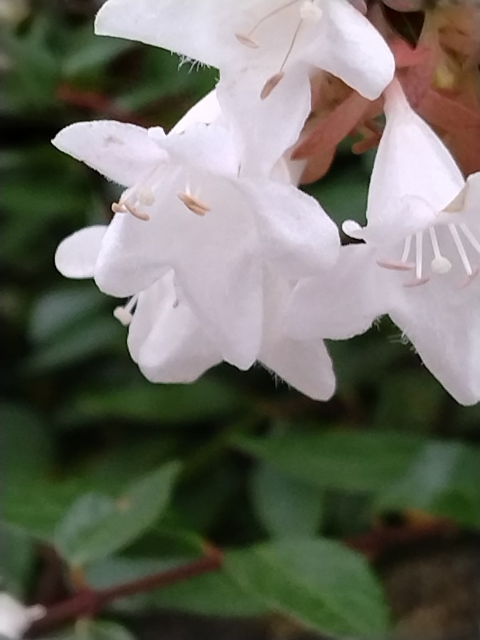 きれいな花!!