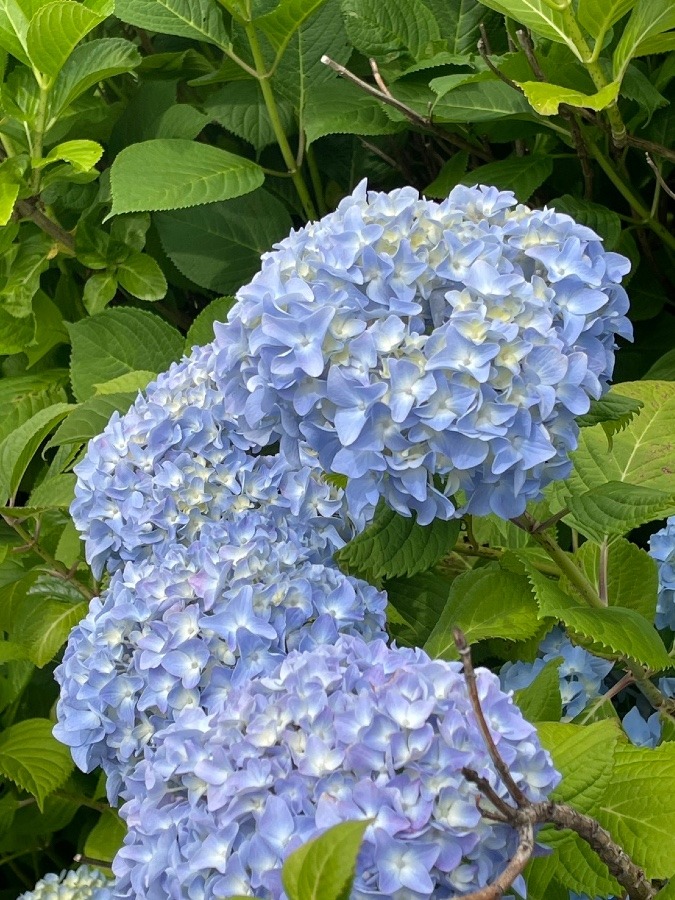 （＾Ｏ＾☆♪散歩の途中に紫陽花