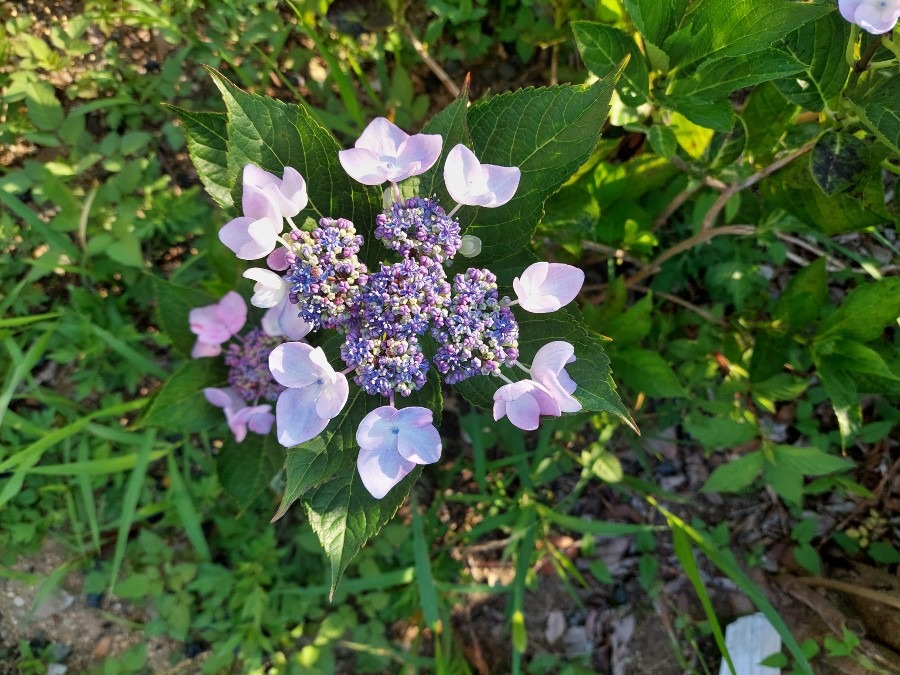 我が家の紫陽花