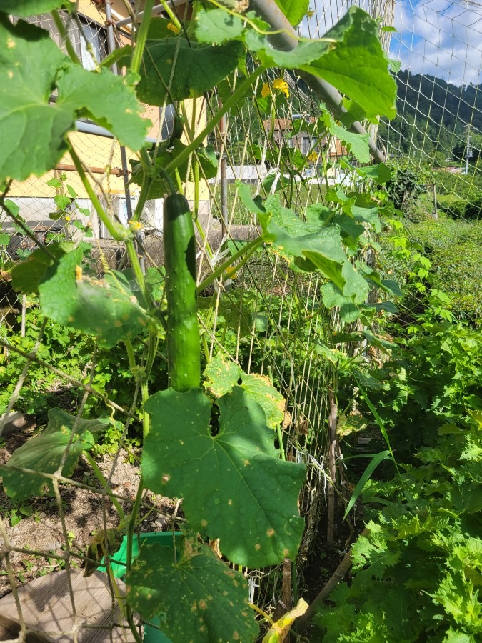 頑固な父が家庭菜園で作ってくれたきゅうり