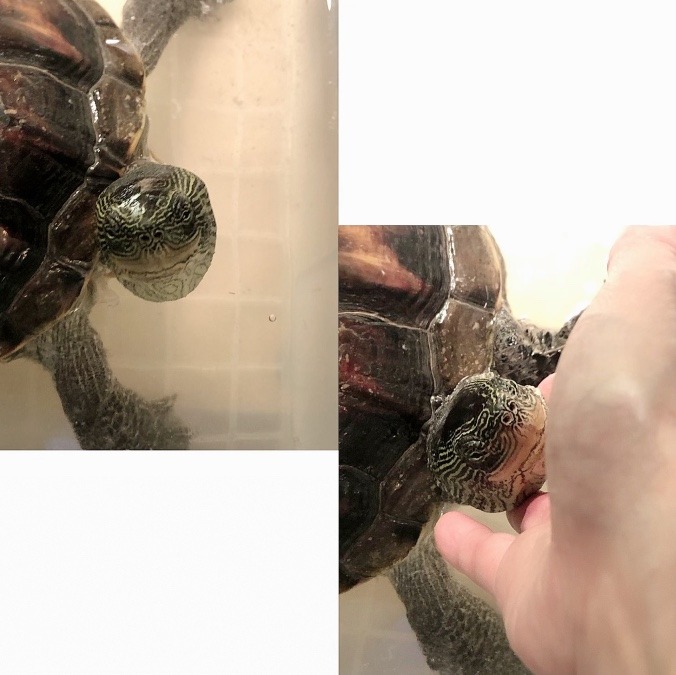 亀吉のおはよう