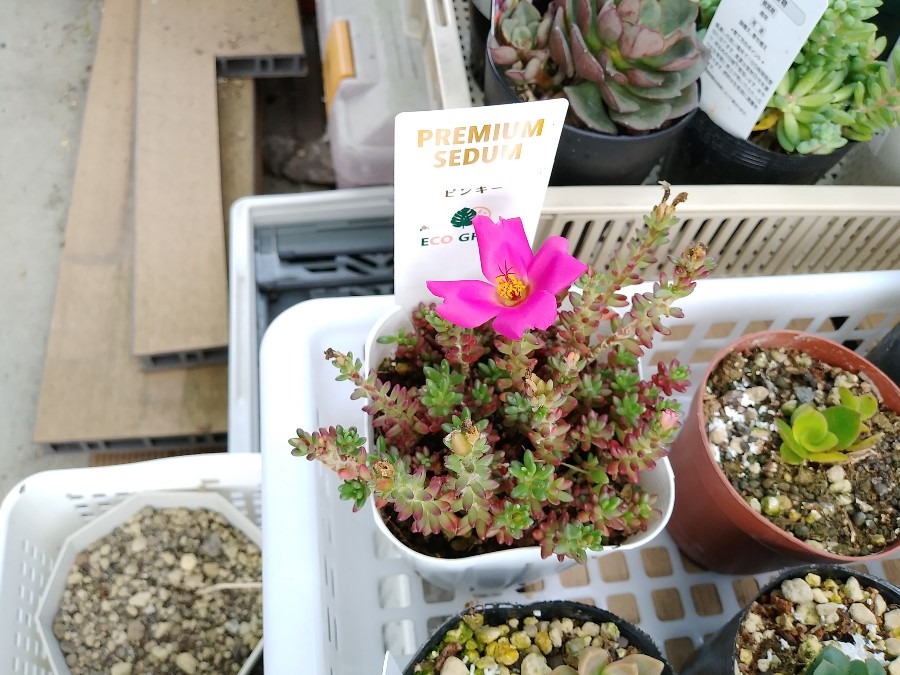 🌱多肉倶楽部🌵🤗　多肉植物のお花達🌼