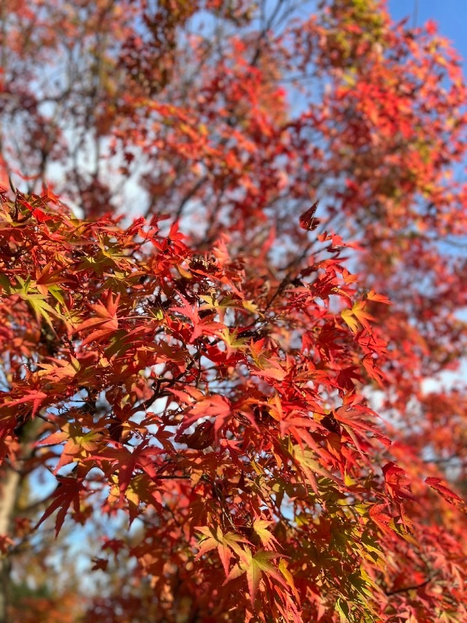 あの日のもみじ　　島田市中央公園