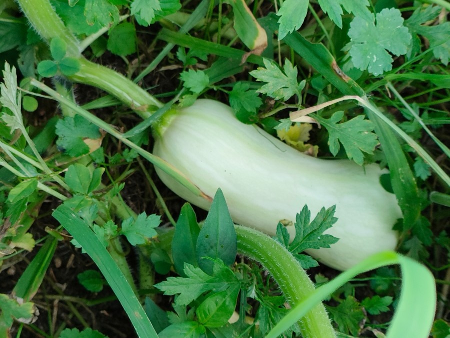 これは、ウリ科の野菜　夕顔？？