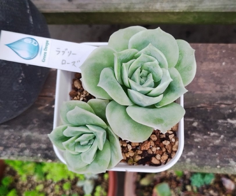 🌱多肉倶楽部🌵🤗　バラ🌹では有りません❗