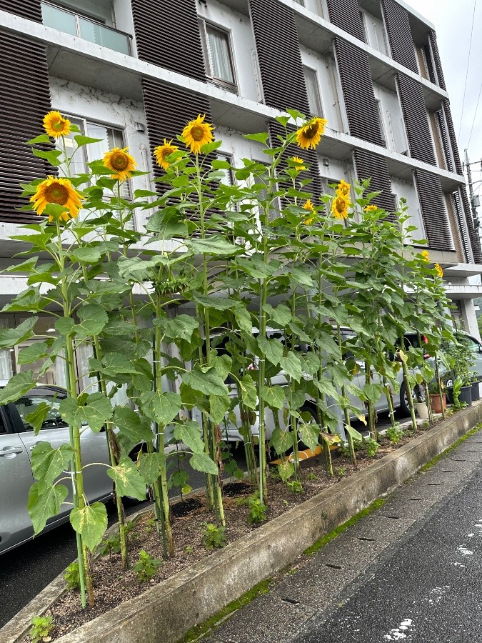 ひまわり🌻