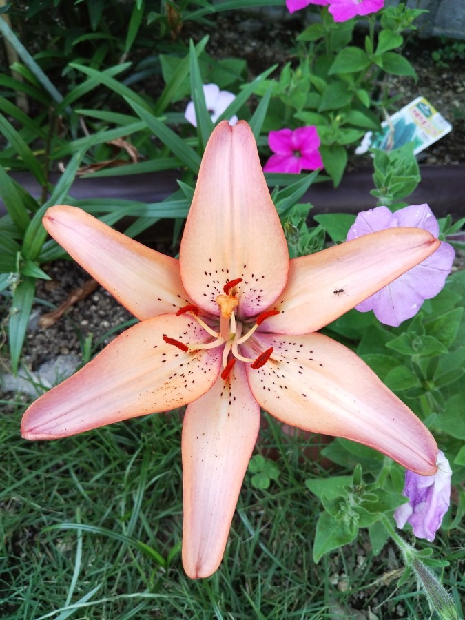 お花！