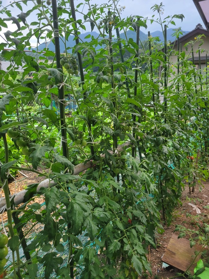 我が家の父の家庭菜園ではミニトマトの収穫が始まりました