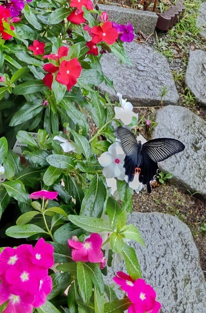 素敵な🎵訪問者‼️