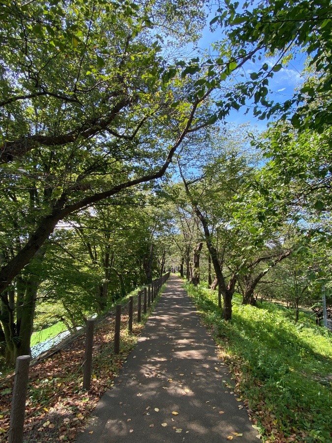 霞城公園　散歩コース☀️