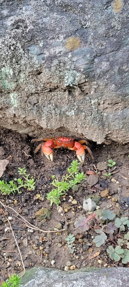 宿の近くでカニを発見しました