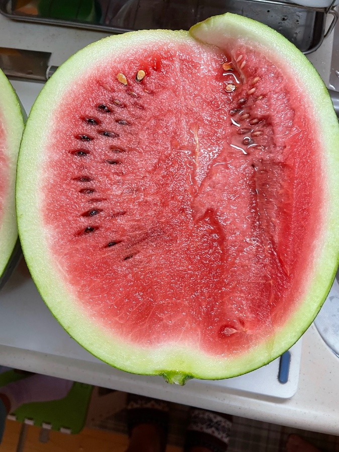 ８２歳になるおじちゃんが作ったスイカ🍉