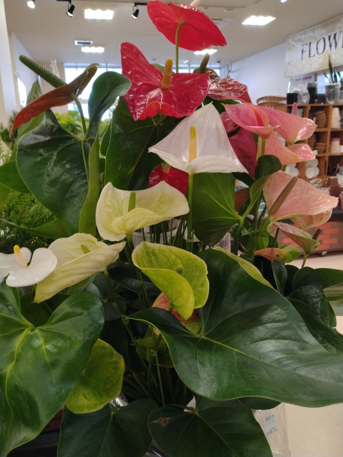 素敵な花!!