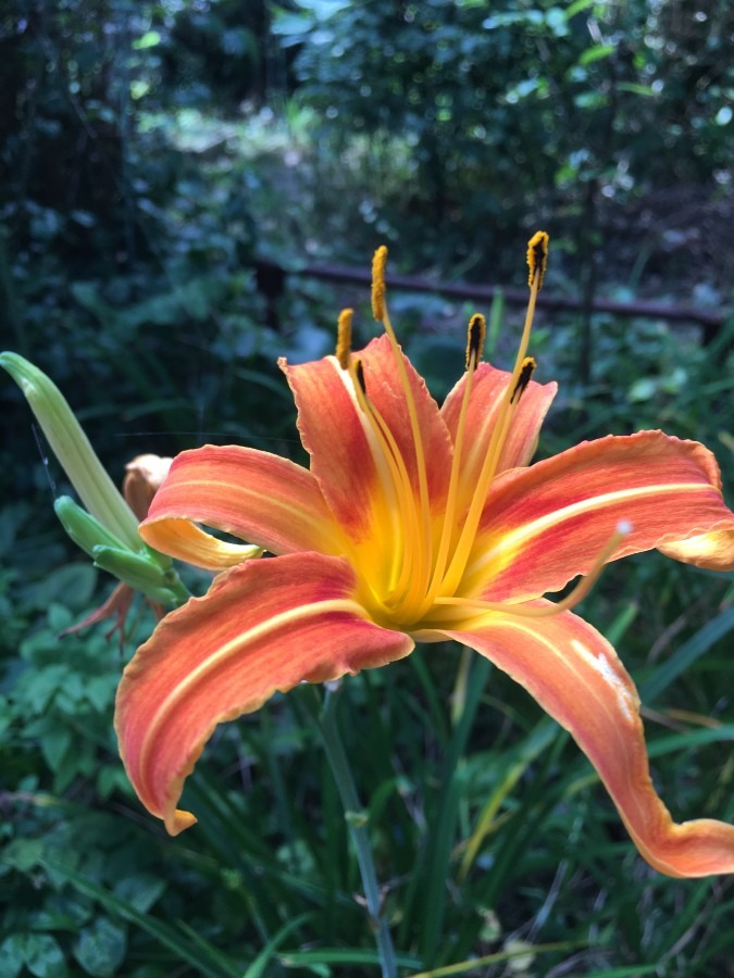 キスゲ亜科ワスレグサ属の花が咲きました。