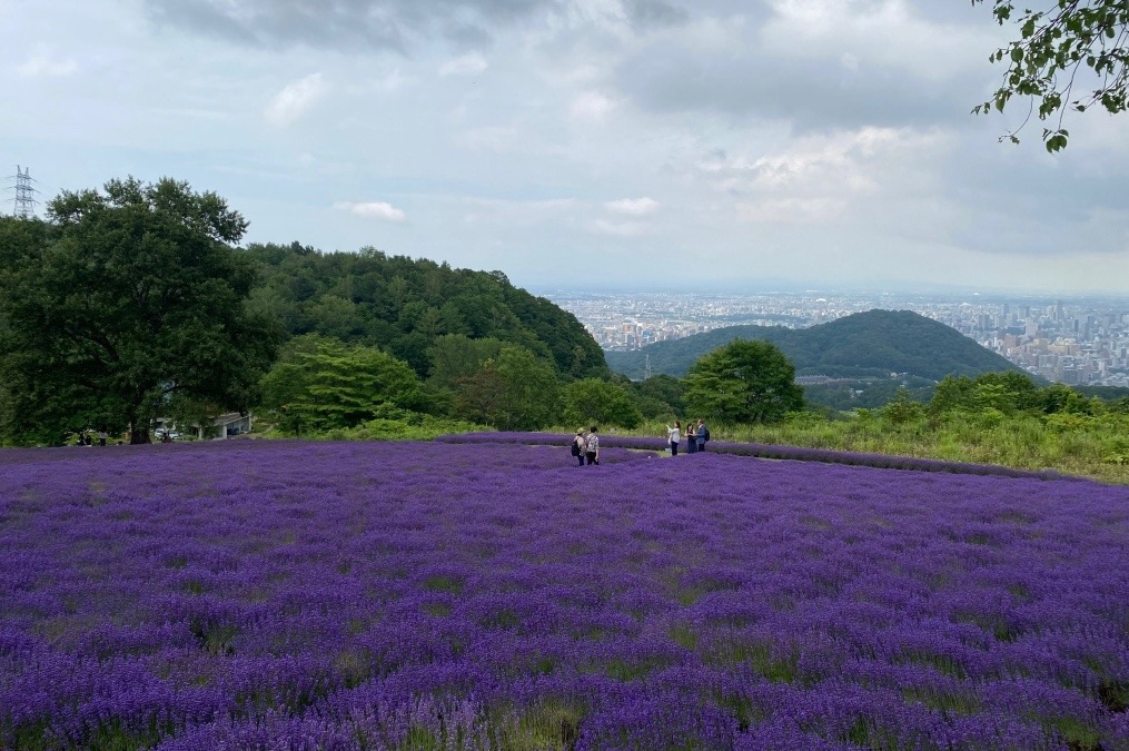 ラベンダーと札幌の夜景が楽しめる『幌見峠』