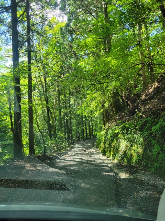 天城山隧道を見たかったけど