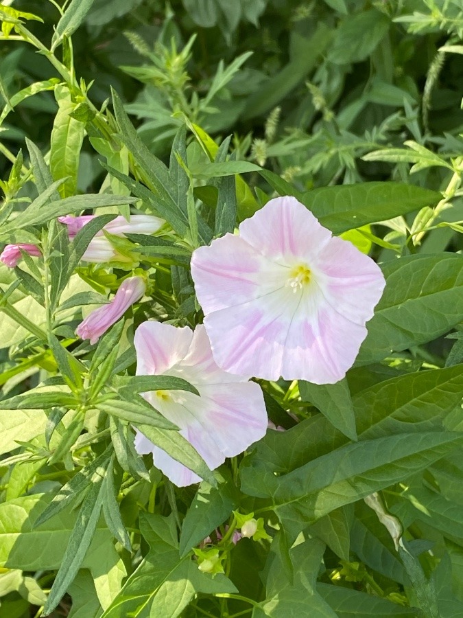 散歩コースの花🌸