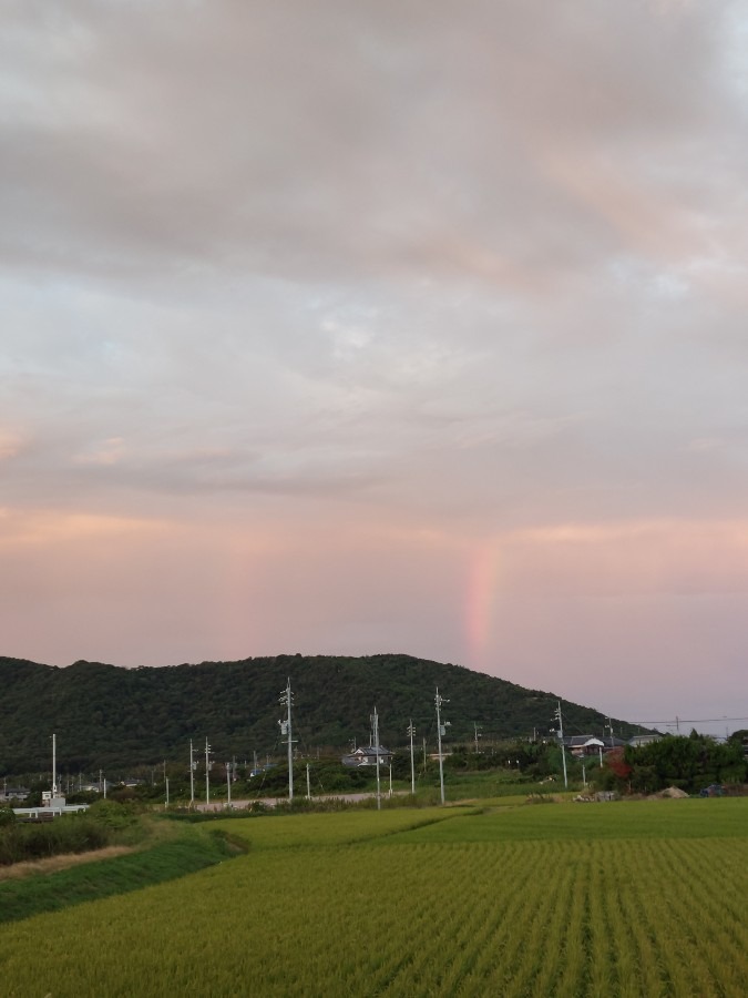 雨上がりでもないのに虹出てた
