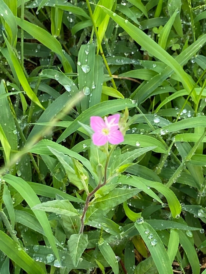 雨上がり