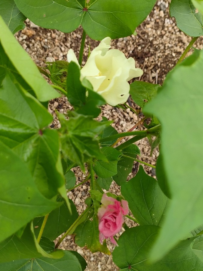 初めての綿の花です、花の後に綿が採れます