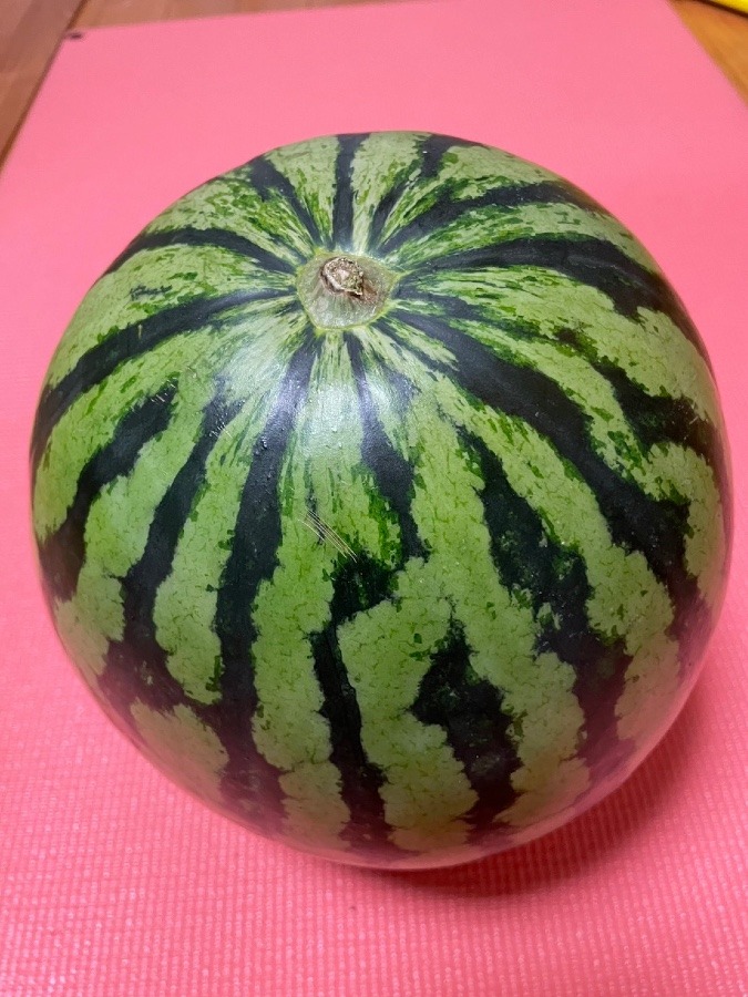 ８２歳になるおじちゃんが作ったスイカ🍉