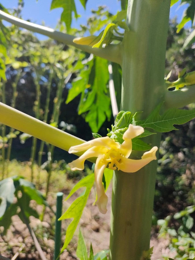 青パパイヤの花が咲きました❗