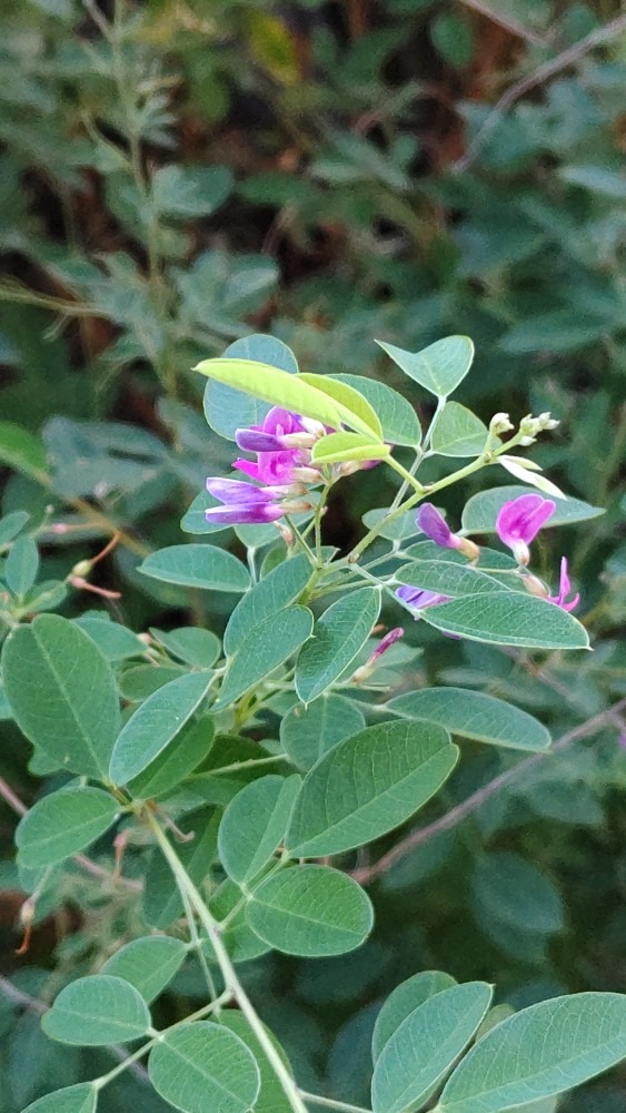 迎え盆に萩の花💮