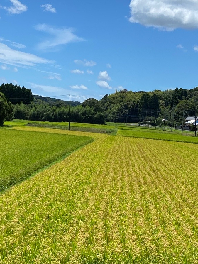 黄金色の稲穂