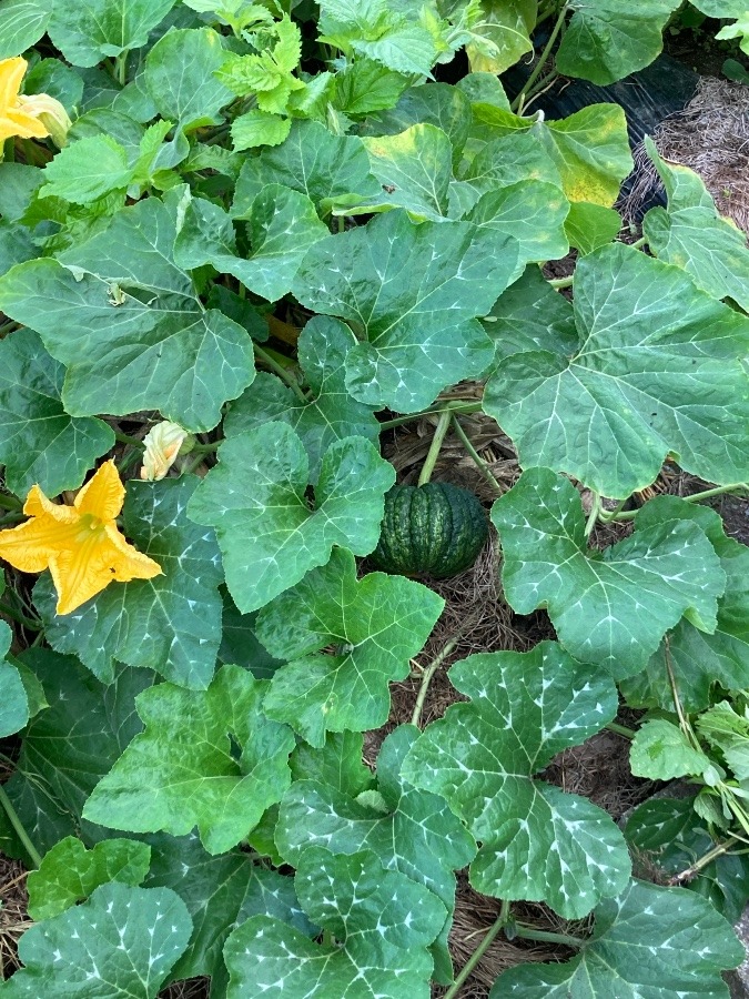 家庭菜園③〈かぼちゃ〉