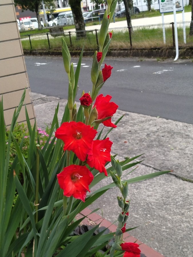 きれいな花!!