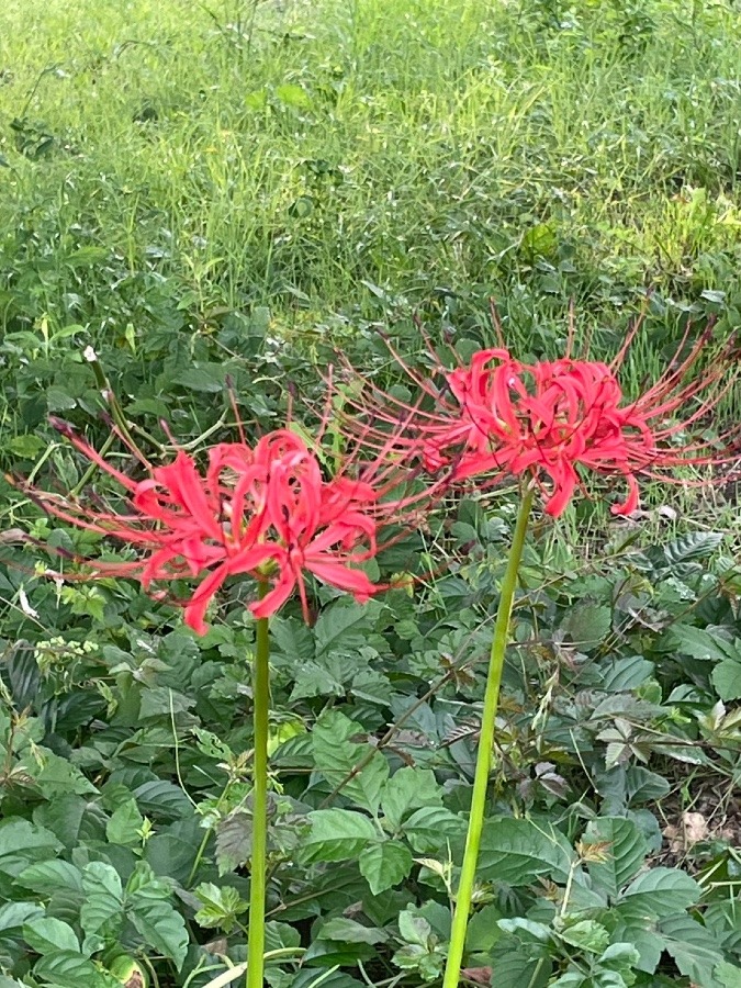 散歩の途中で(＾ｰ^)