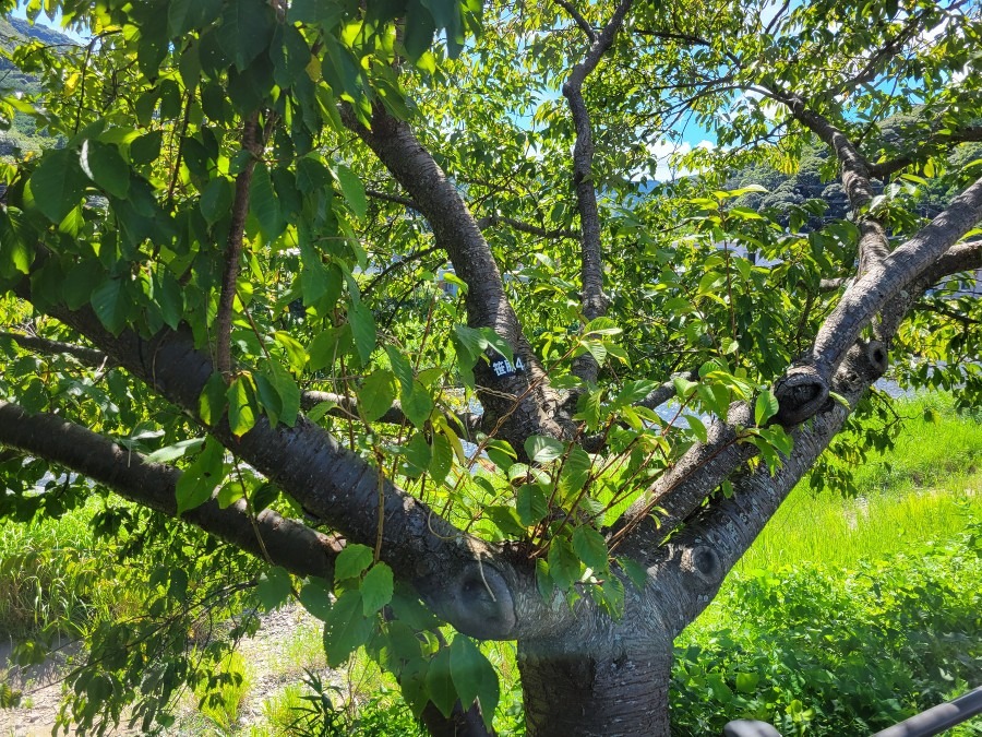 河津町笹原地区の桜の木を見て来ました