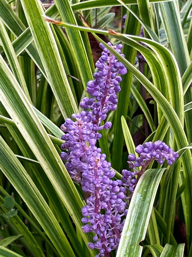 紫のお花( ´∀｀)