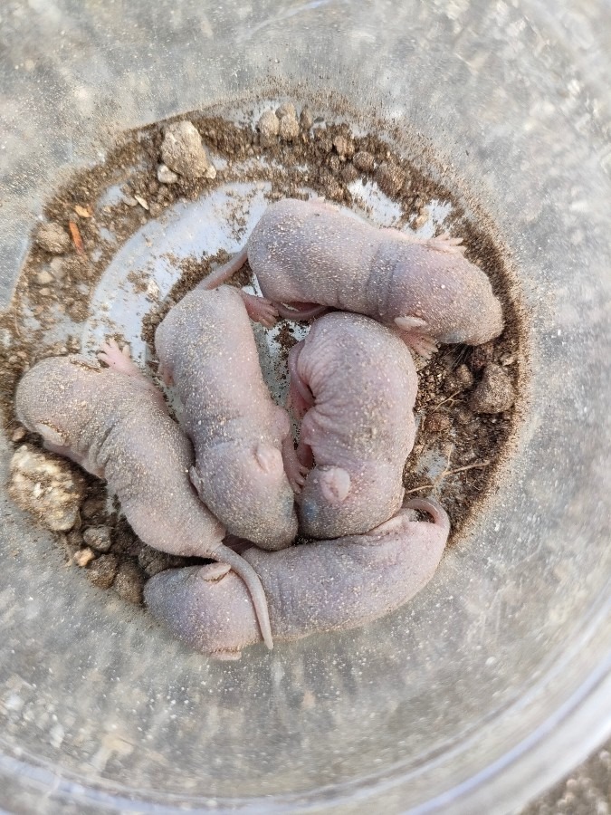 芋掘りをしてたら、モグラの赤ちゃん発見しました