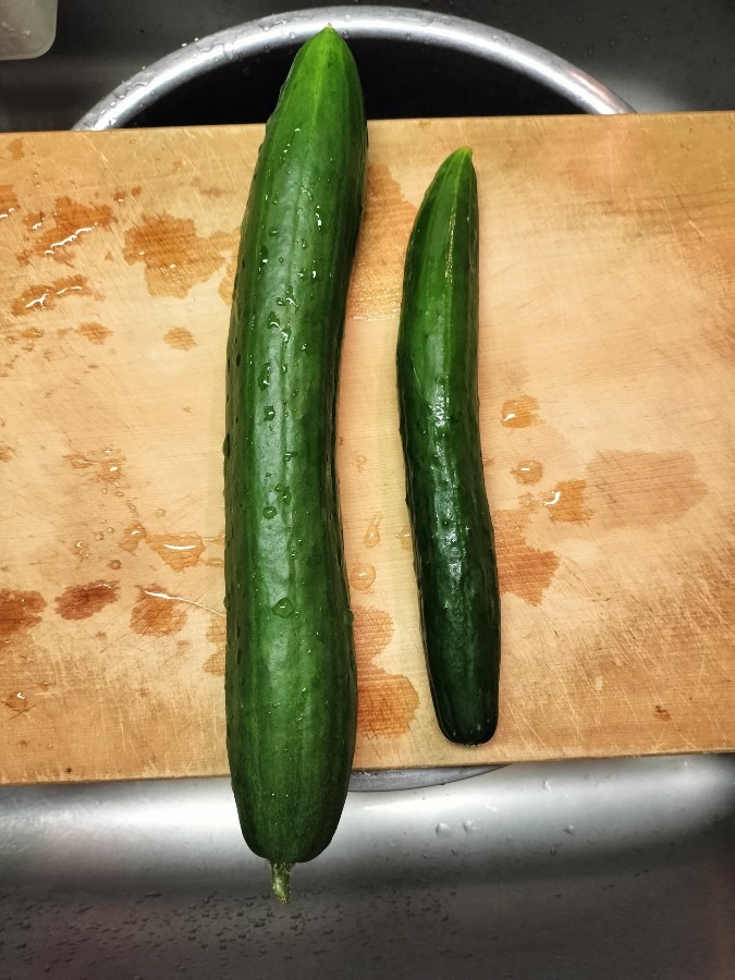 畑のきゅうり🥒