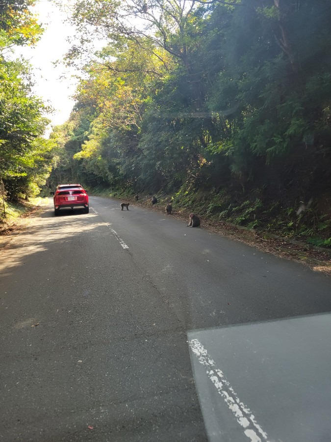 南伊豆で猿の軍団に遭遇しました