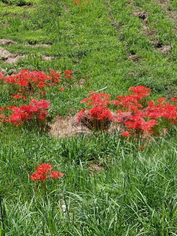 彼岸花