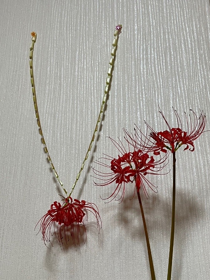 彼岸花(o^^o)
