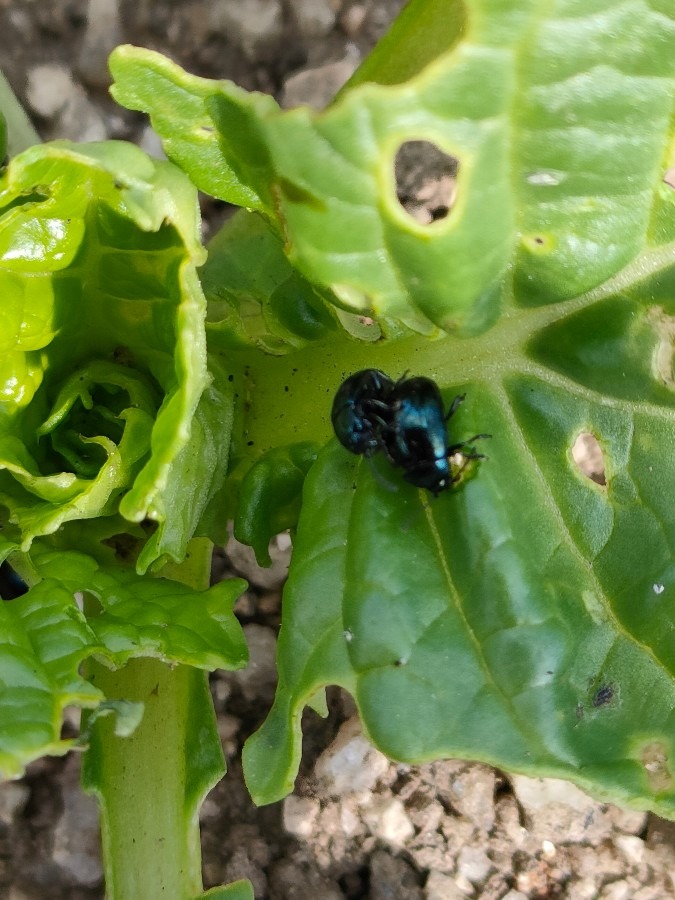 白菜、大根の葉を食べるダイコンハムシ