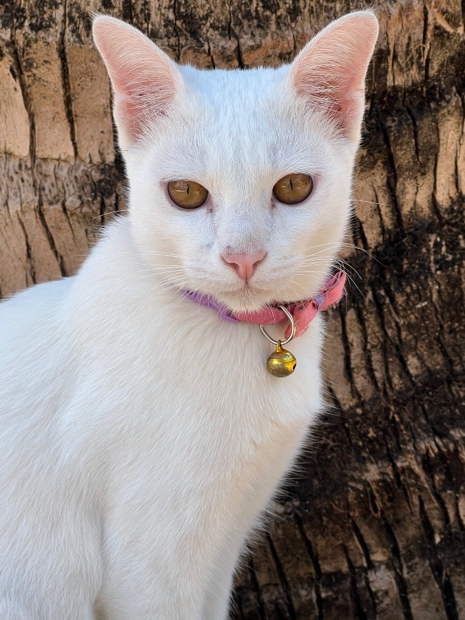 インドネシア🇮🇩の猫🐈😍