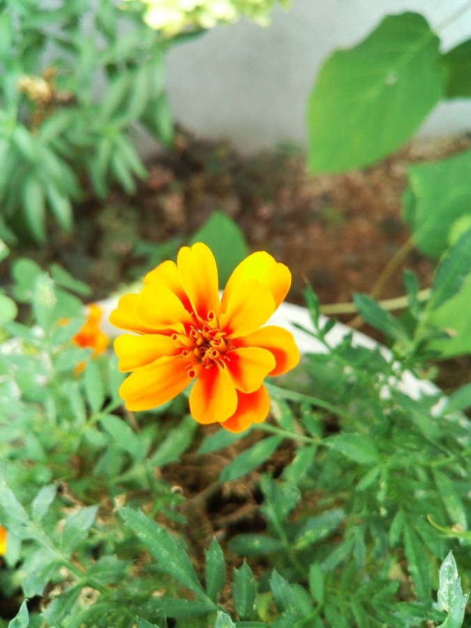 お花！