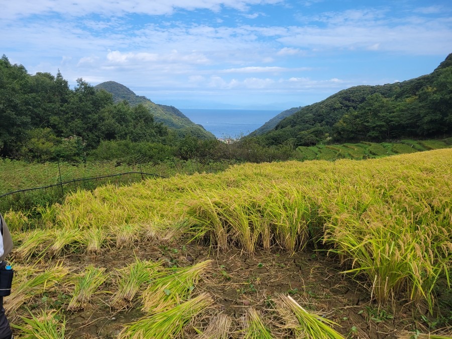 静岡県西伊豆松崎町石部の棚田の稲刈り