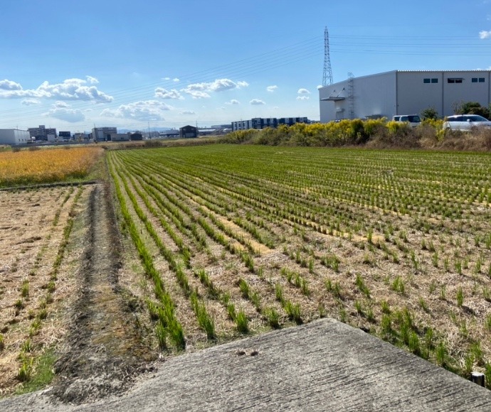 京都市のこだわりのお米作りの田んぼ　隣地には物流倉庫