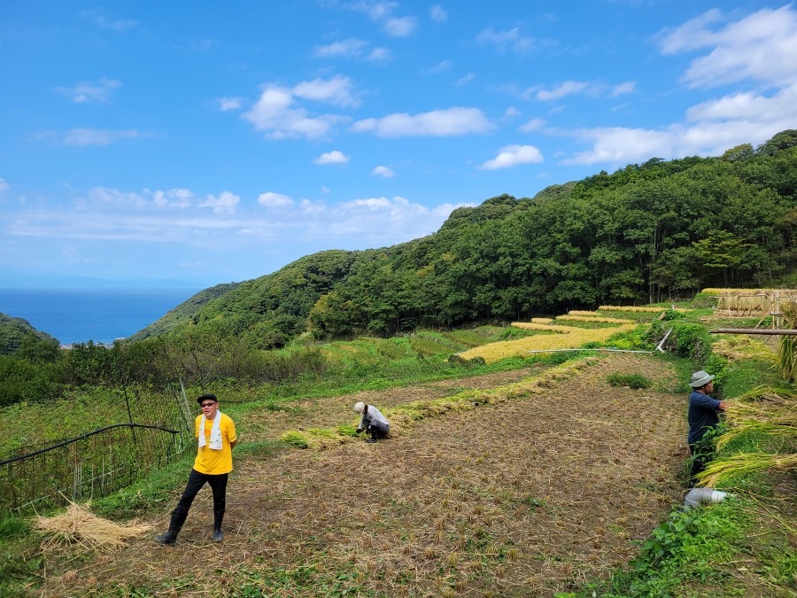 稲を刈り終えばかりの棚田