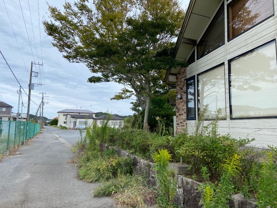 建物の北側は、道路です。そこにもこんなに草や小木がいっぱいです。通行の邪魔です。