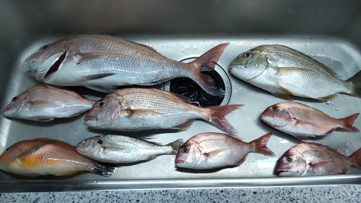 今日の釣果