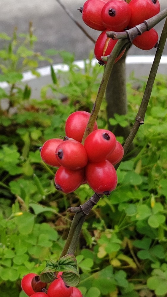 ハナミズキの実❣️