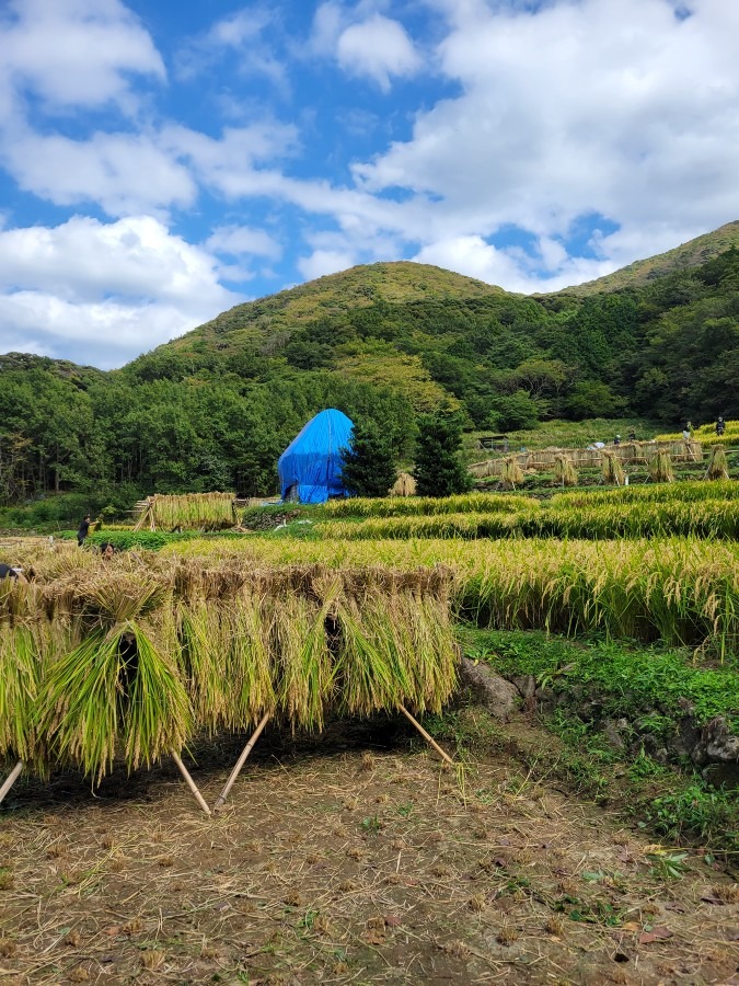 静岡県西伊豆松崎町石部の棚田での稲刈り